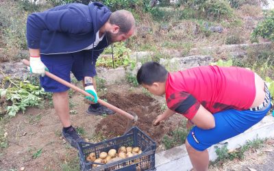 Recogida de papas de nuestro huerto