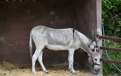 Tipos de planos unidad G